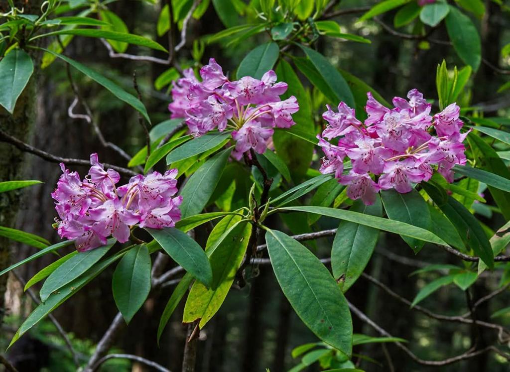 three bunches of pink flowers