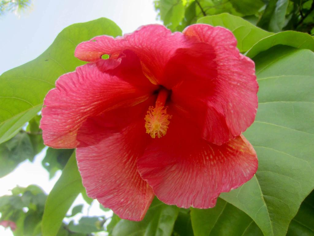 pink flower