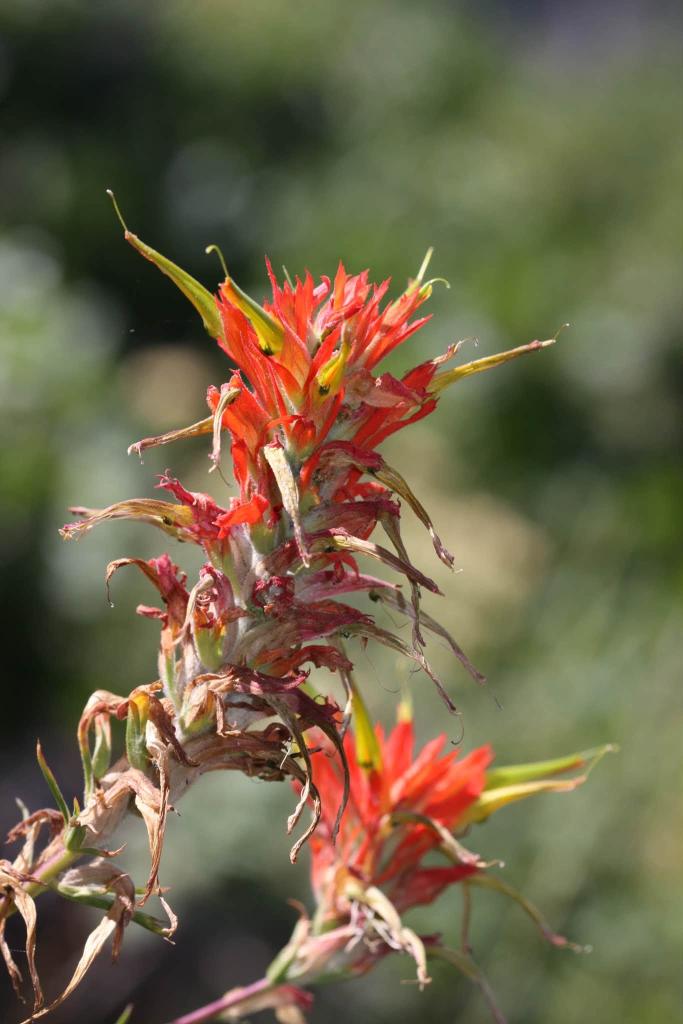 flowers up close