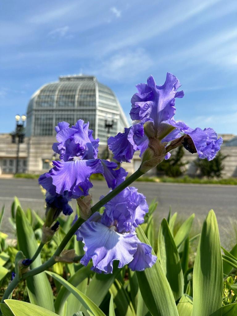 purple flower with blue sky