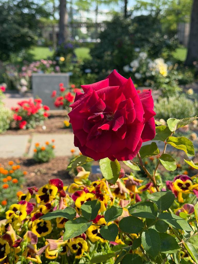red flower with yellow flowers below