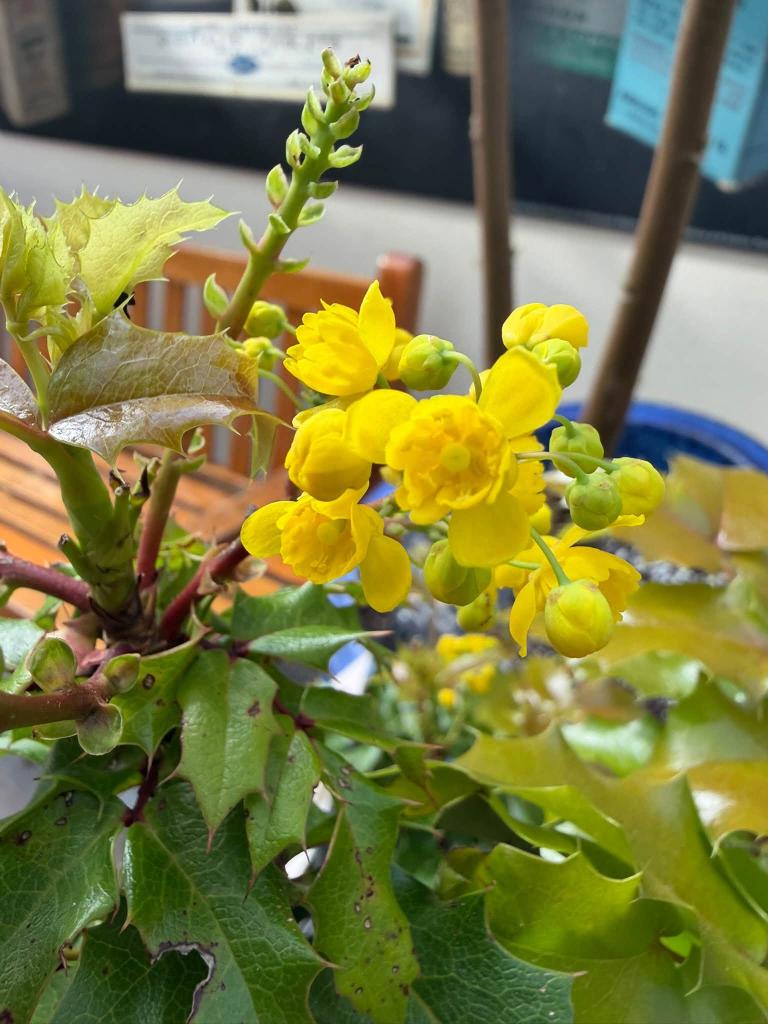 yellow flowers