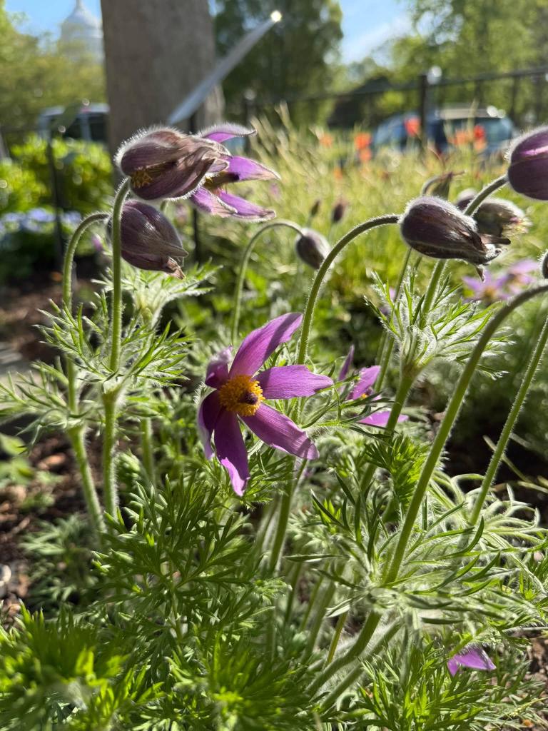 purple flowers