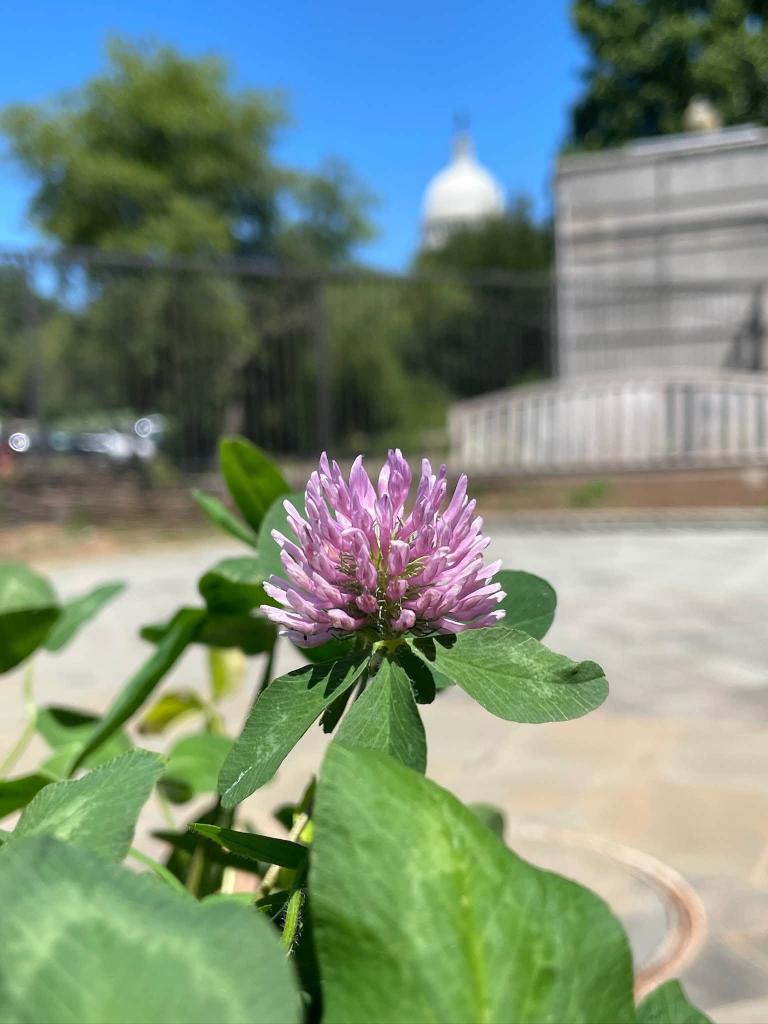 single flower with blue sky and Capitol Dome in back
