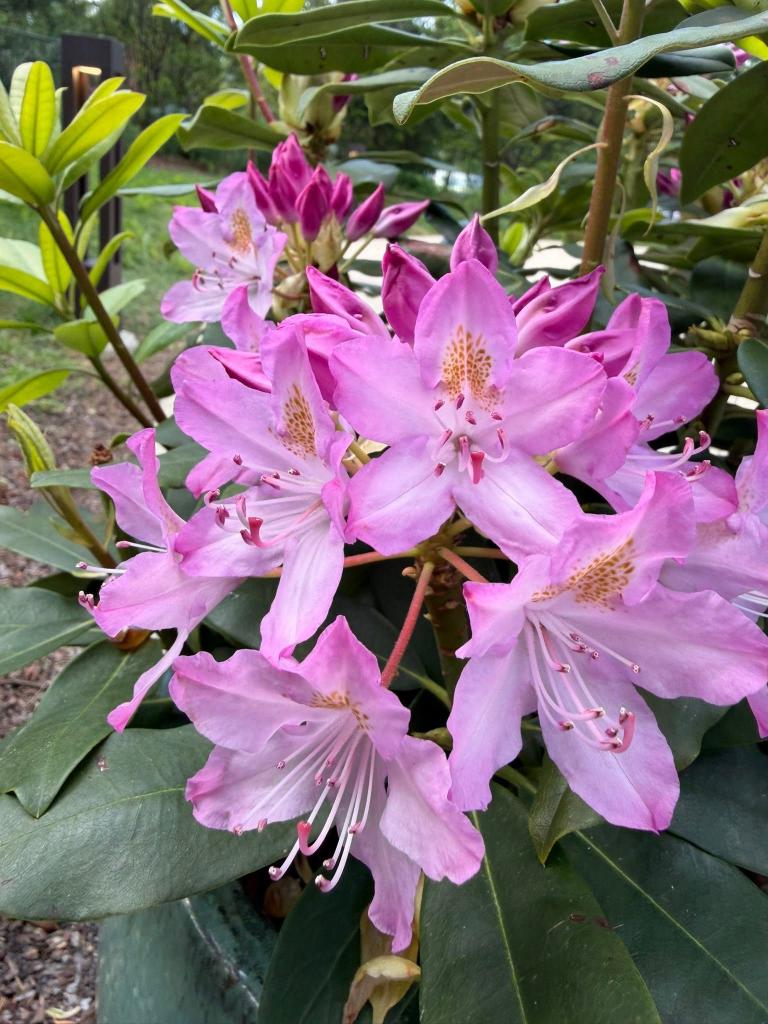pink flowers