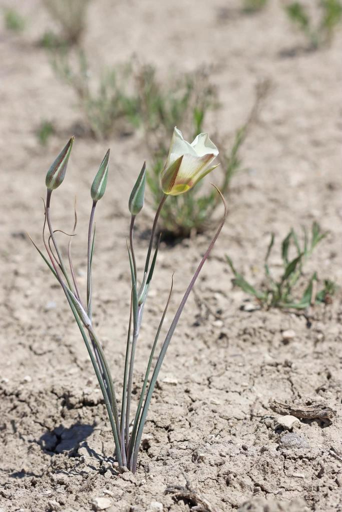 plant in sandy soil