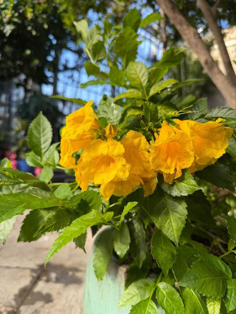 yellow flowers