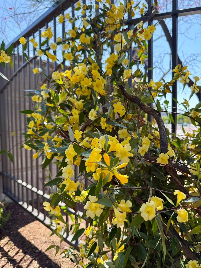 yellow flowers with a metal fence behind