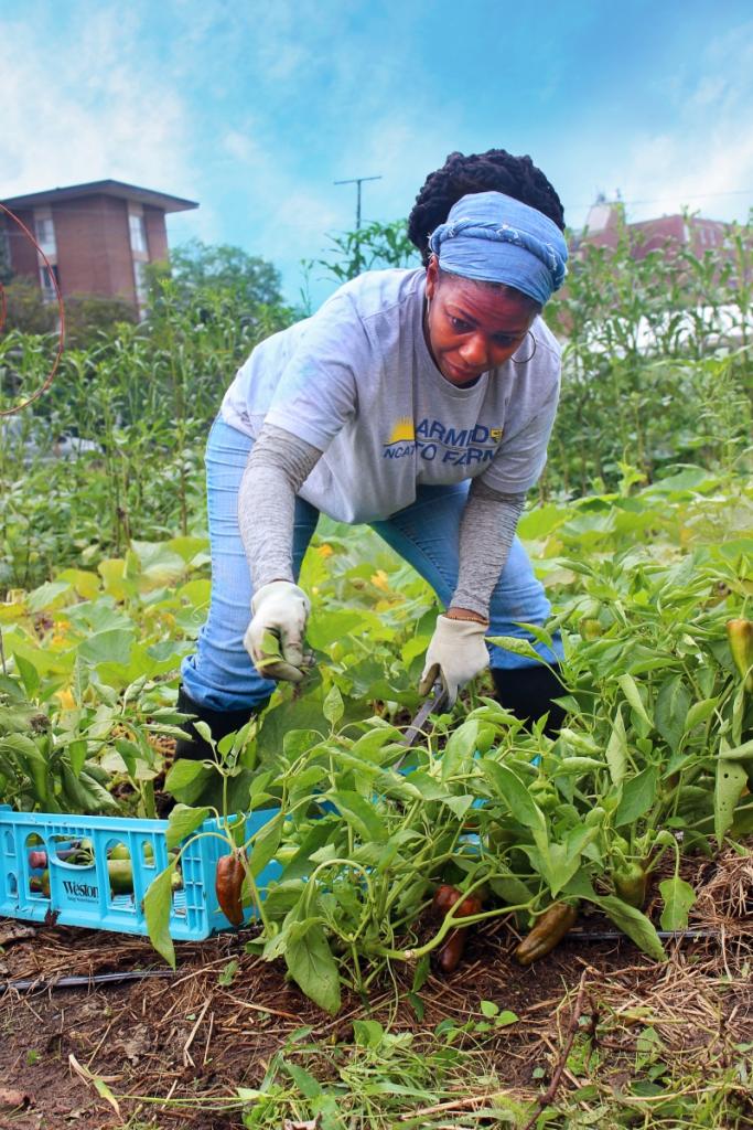 A veteran works in a vegetable farm during an Armed to Urban Farm training.