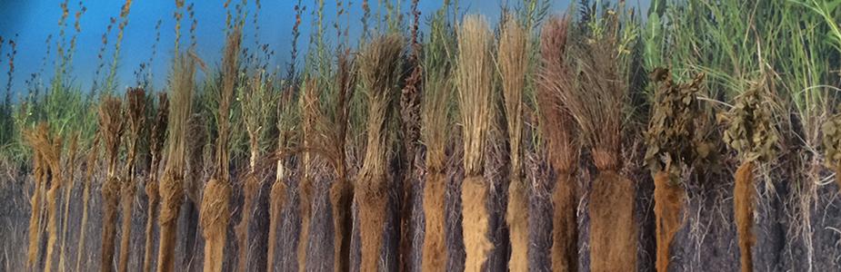 Long roots of prairie plants hang suspended in the air