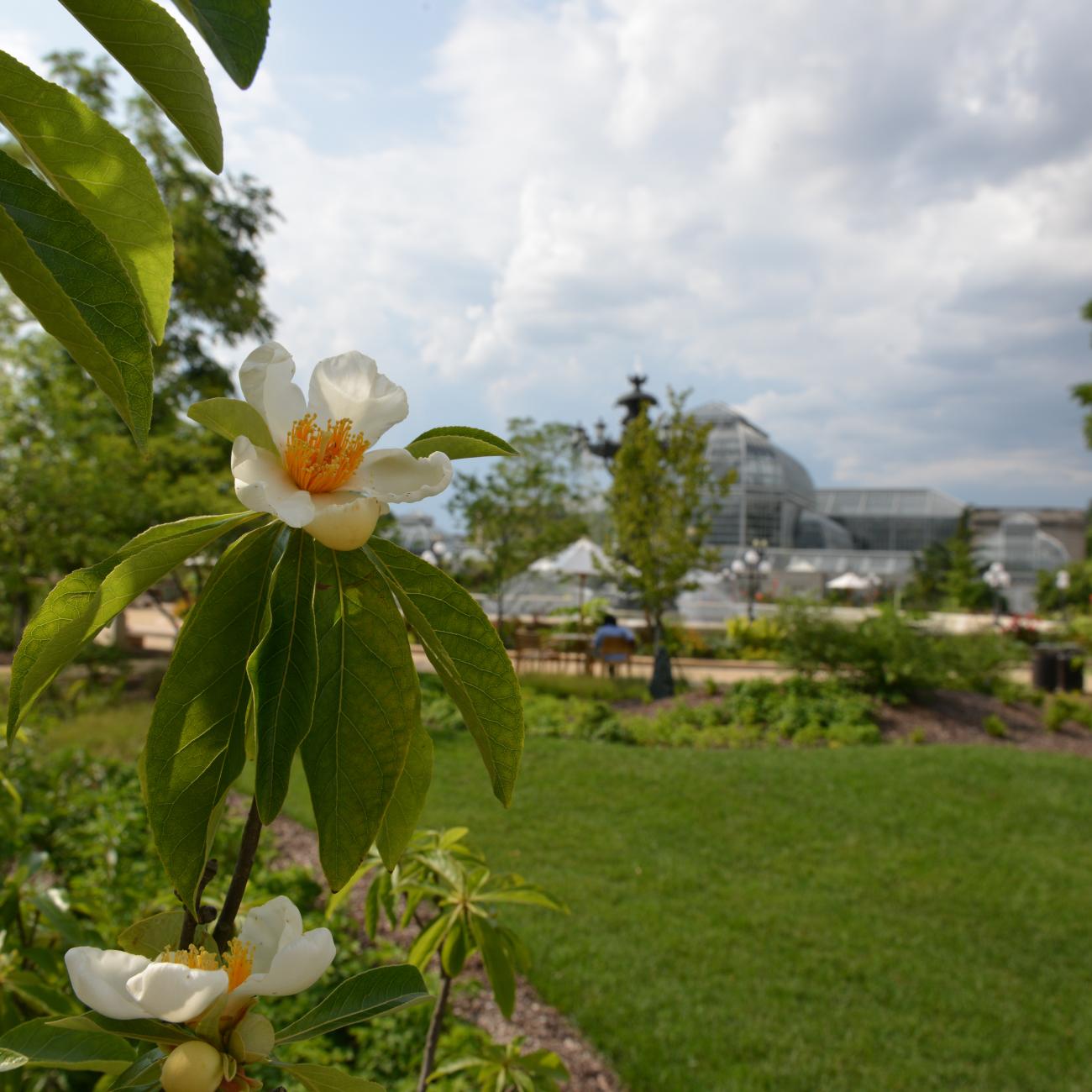 The white-and-yellow tree flower is surrounded by green vegetation