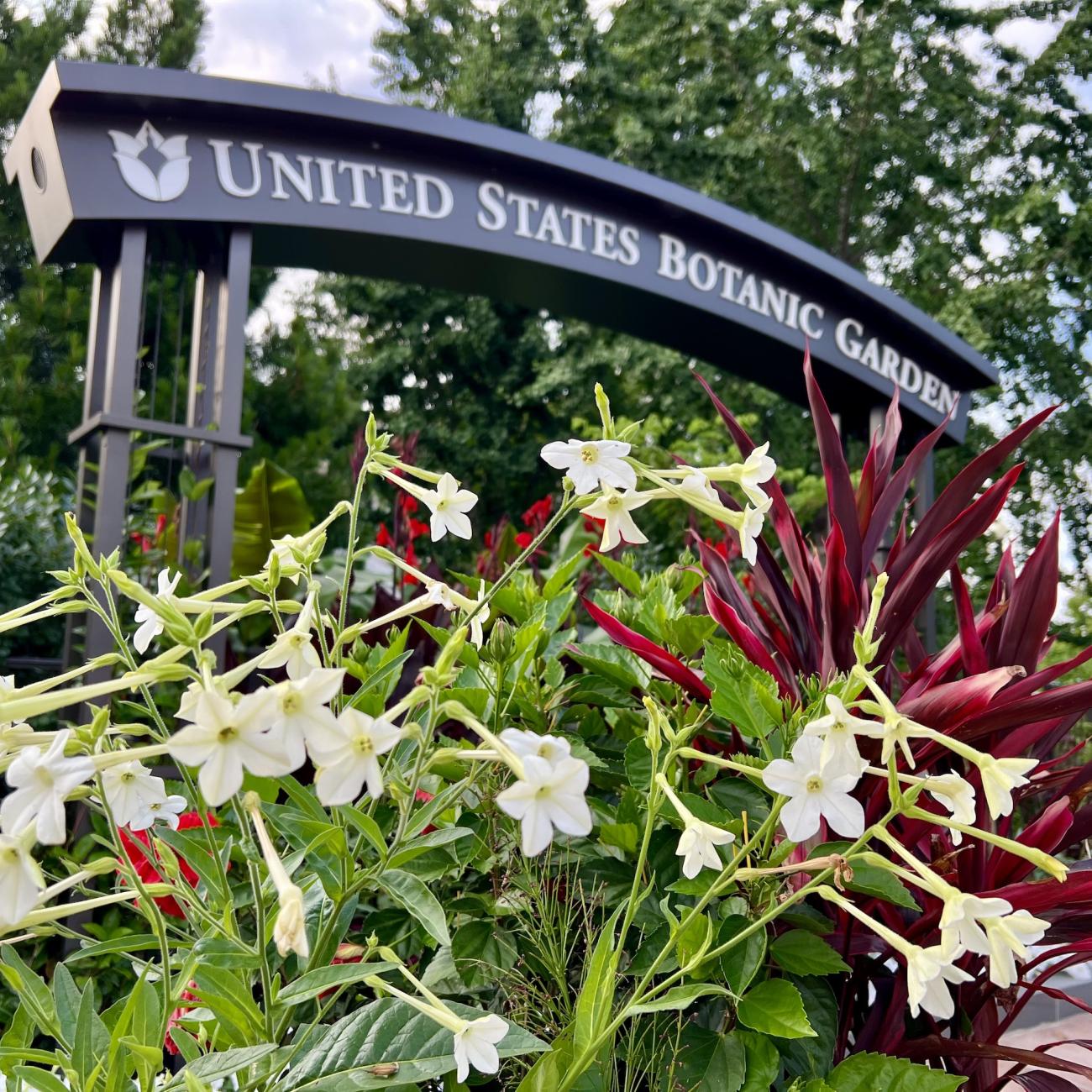 Small white flowers with red foliage behind and a sign above that reads United States Botanic Garden