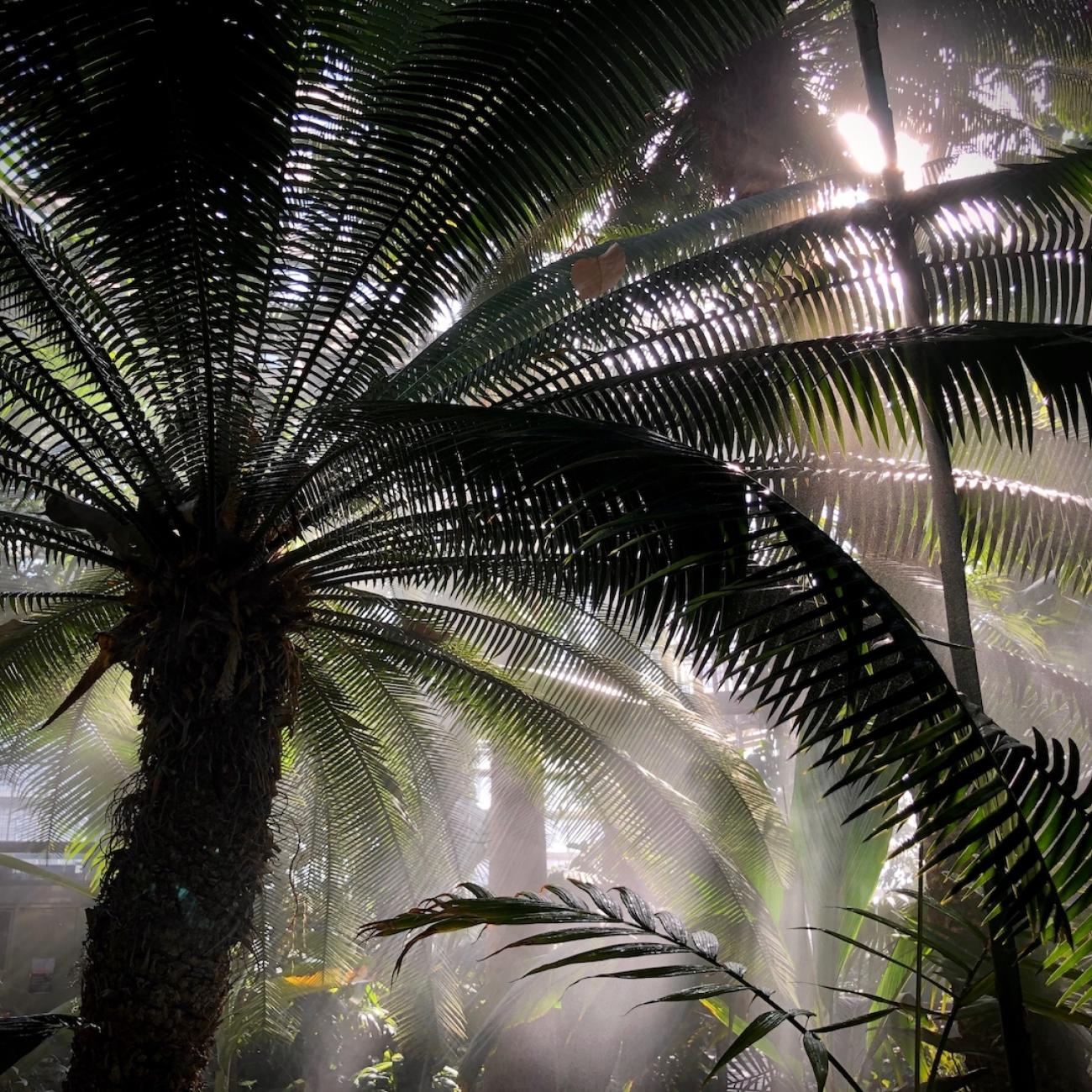 A tall cycad in a greenhouse is backlit by the sun