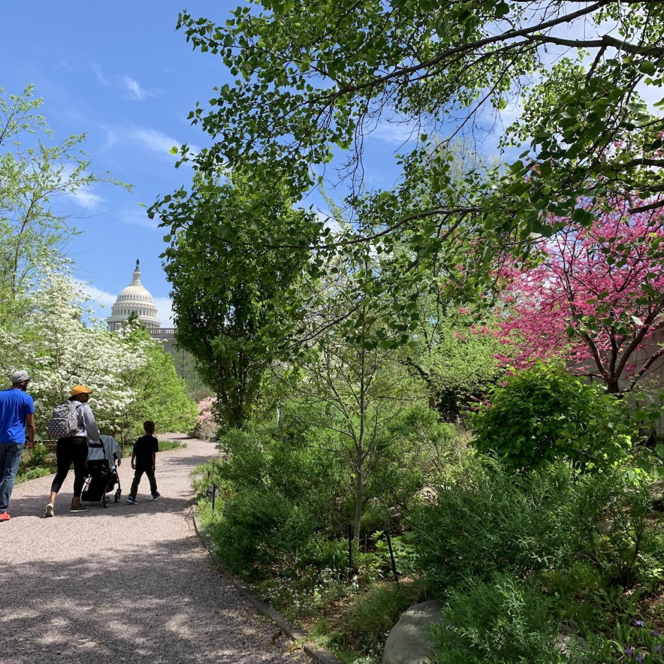 Three people walk down a path surrounded by shrubs and trees