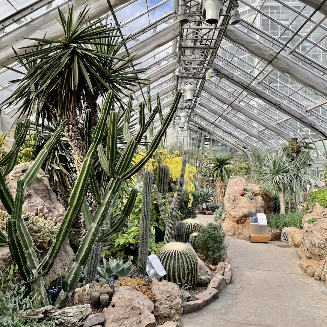 A greenhouse full of cacti ranging from short and round to tall and skinny