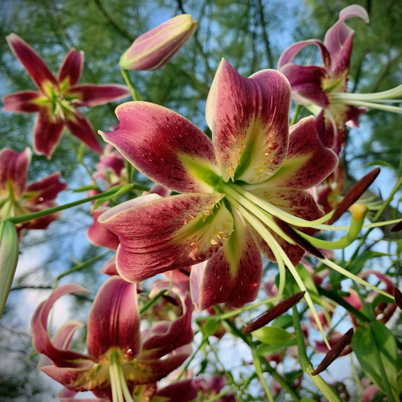Looking up into hanging blooms of pink lily flowers