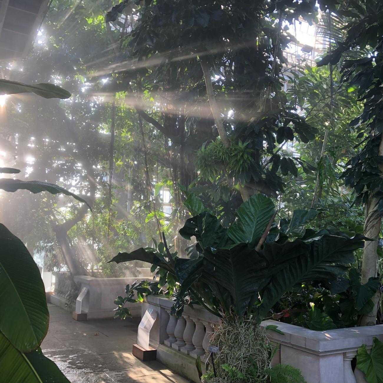 Sun beams stream through tropical vines and palm trees in a conservatory