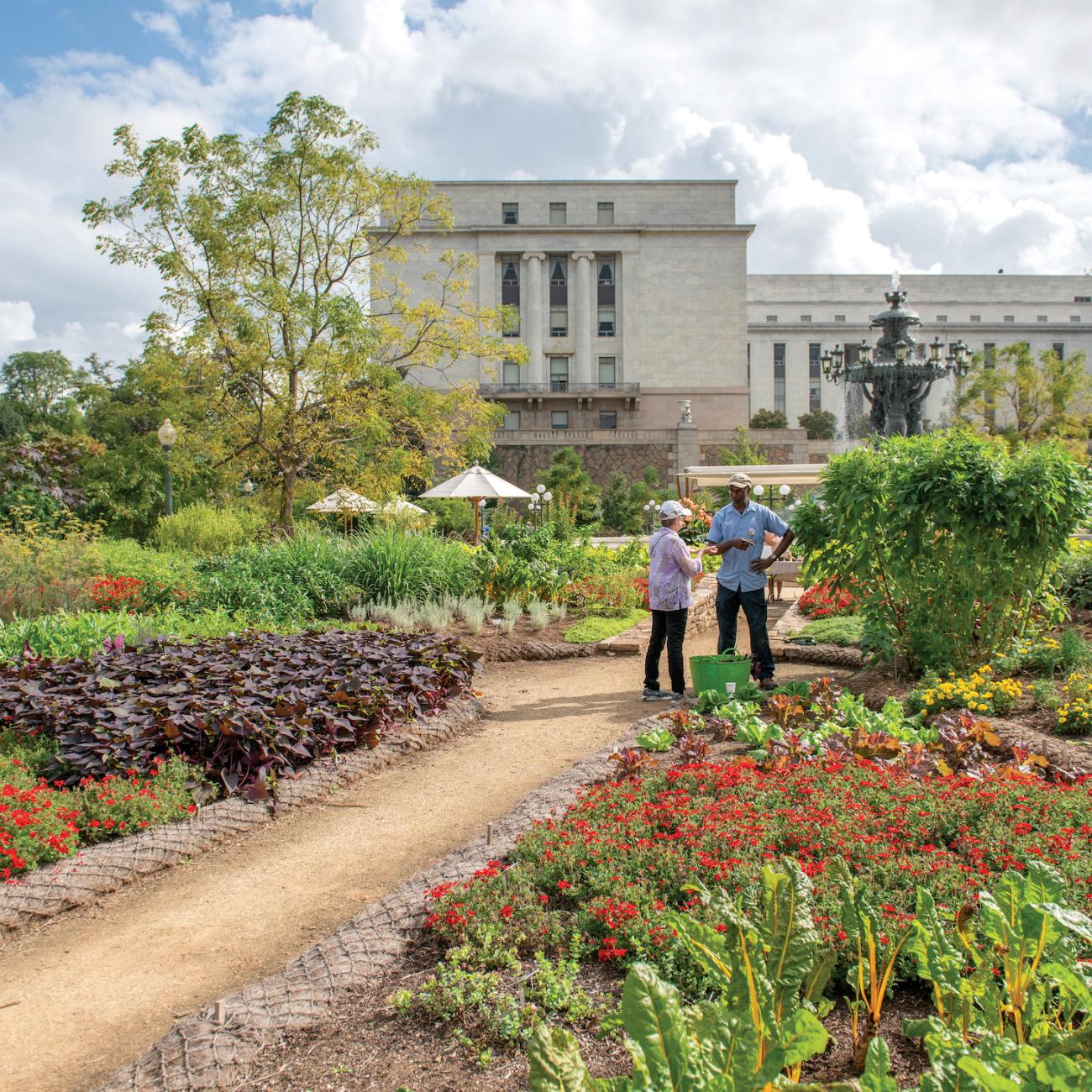 Two people stand surrounded by many vegetable plants