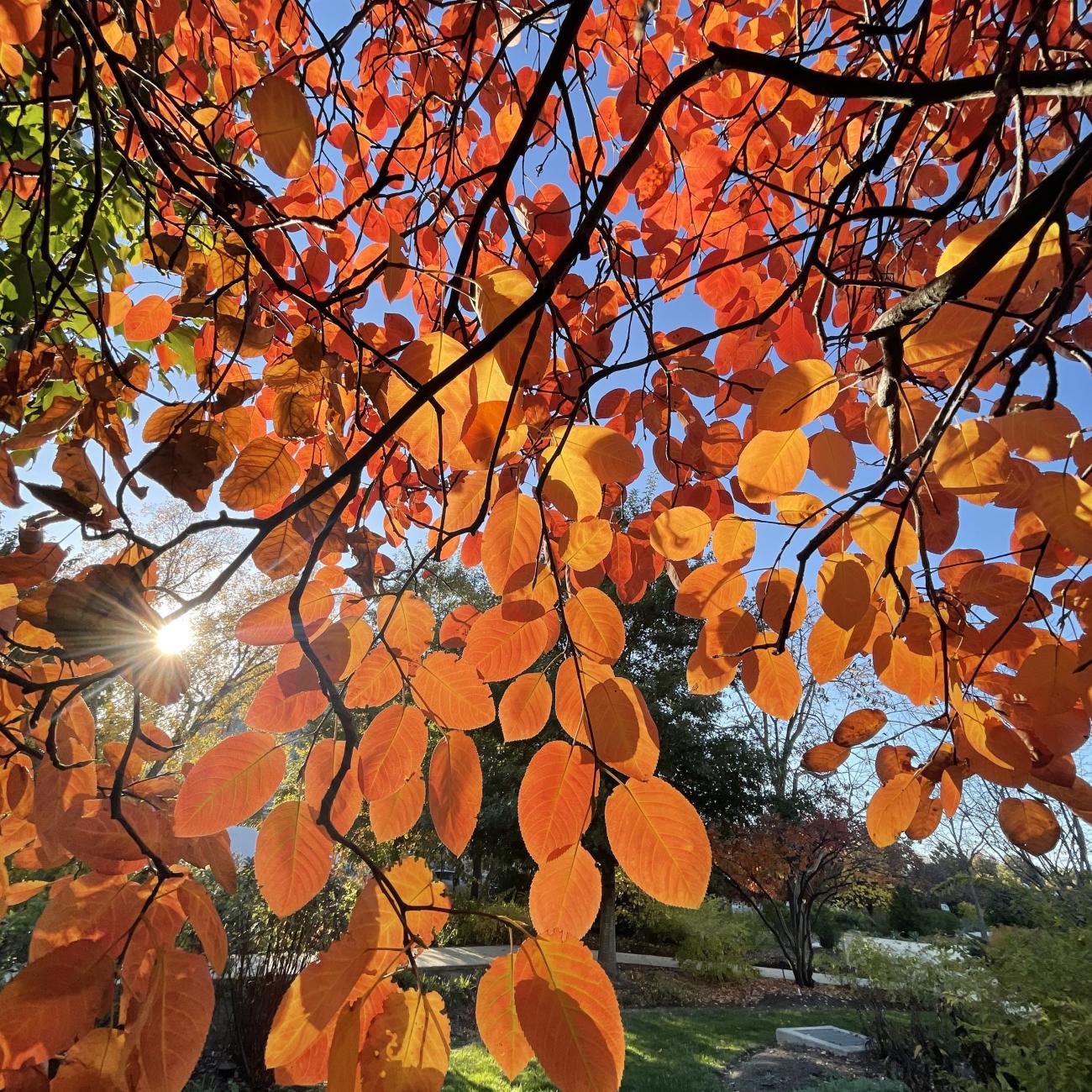 Fall leaves - Amelanchier lamarckii