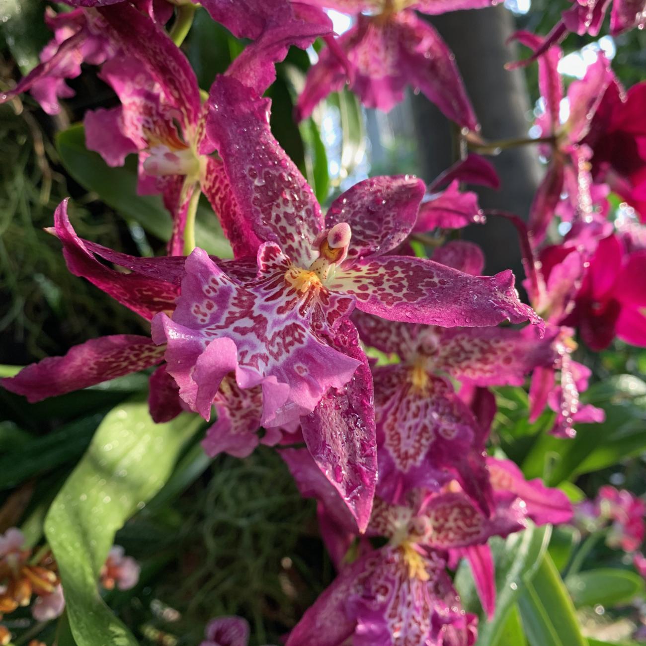 Purple orchids with many water drops