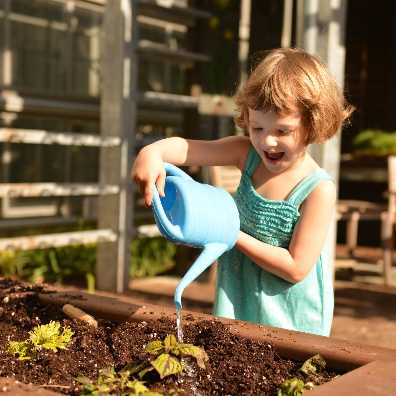 A girl uses a blue watering can to water a young plant