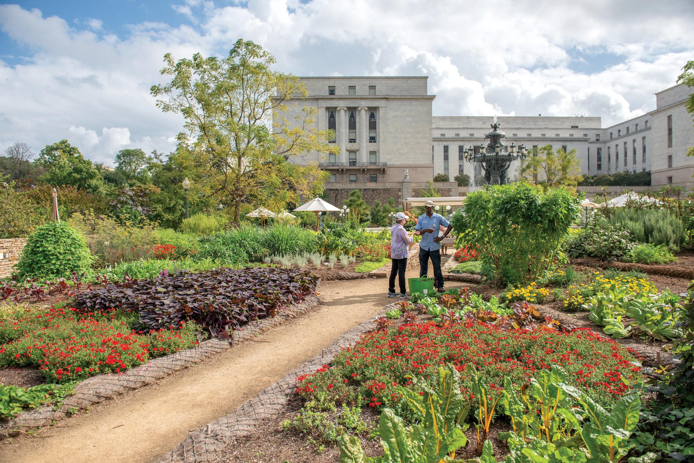 Two people stand surrounded by many vegetable plants