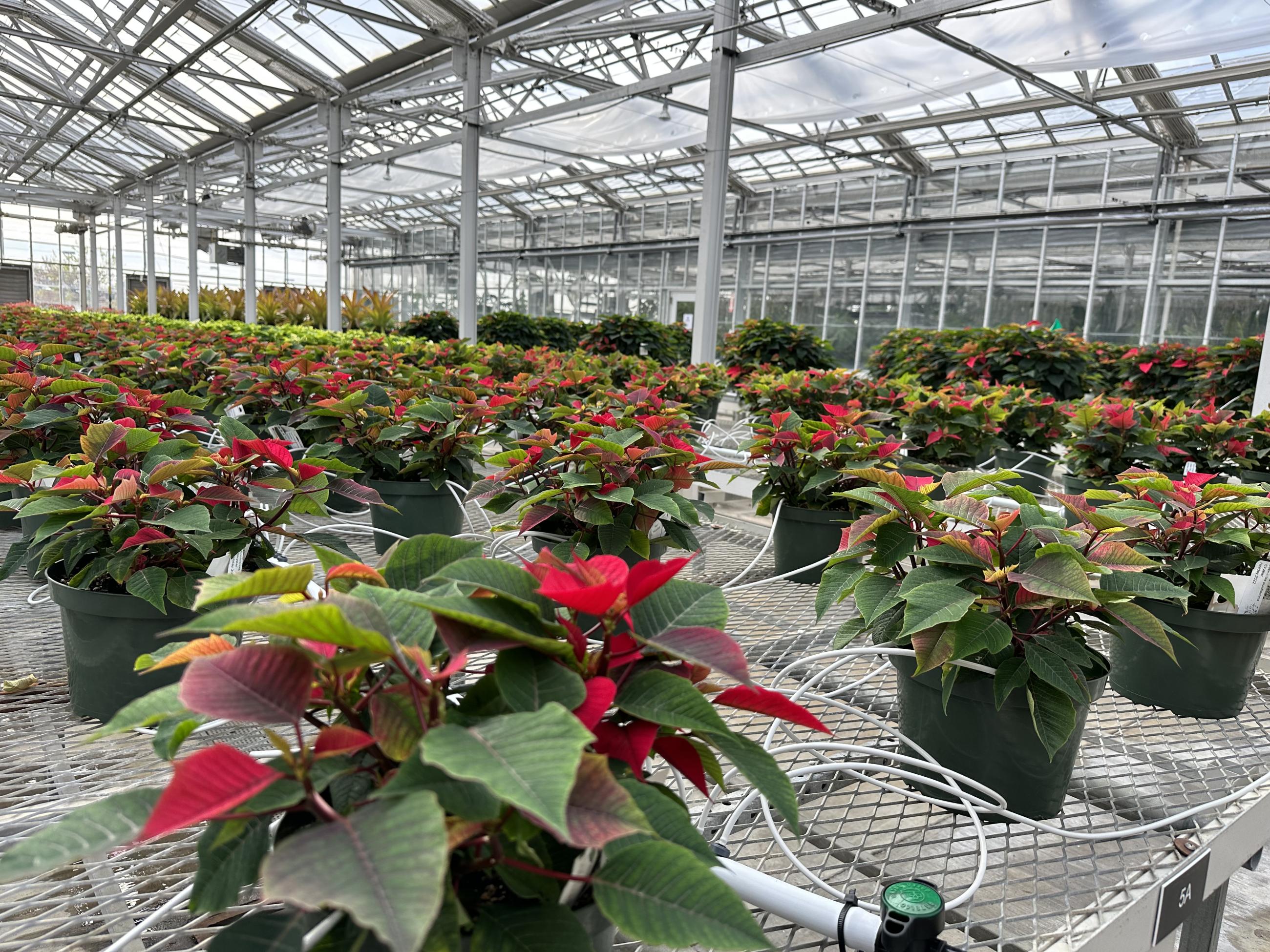 hundreds of small poinsettia plants beginning to turn from green to red