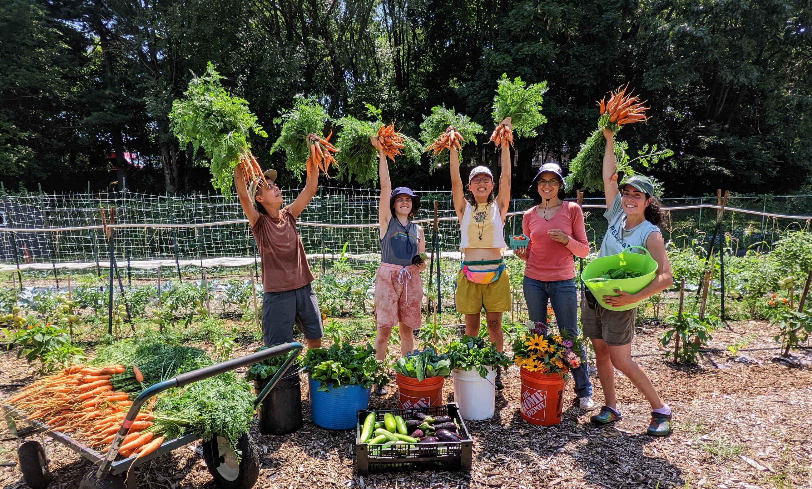 Five women hold harvested carrots above their heads