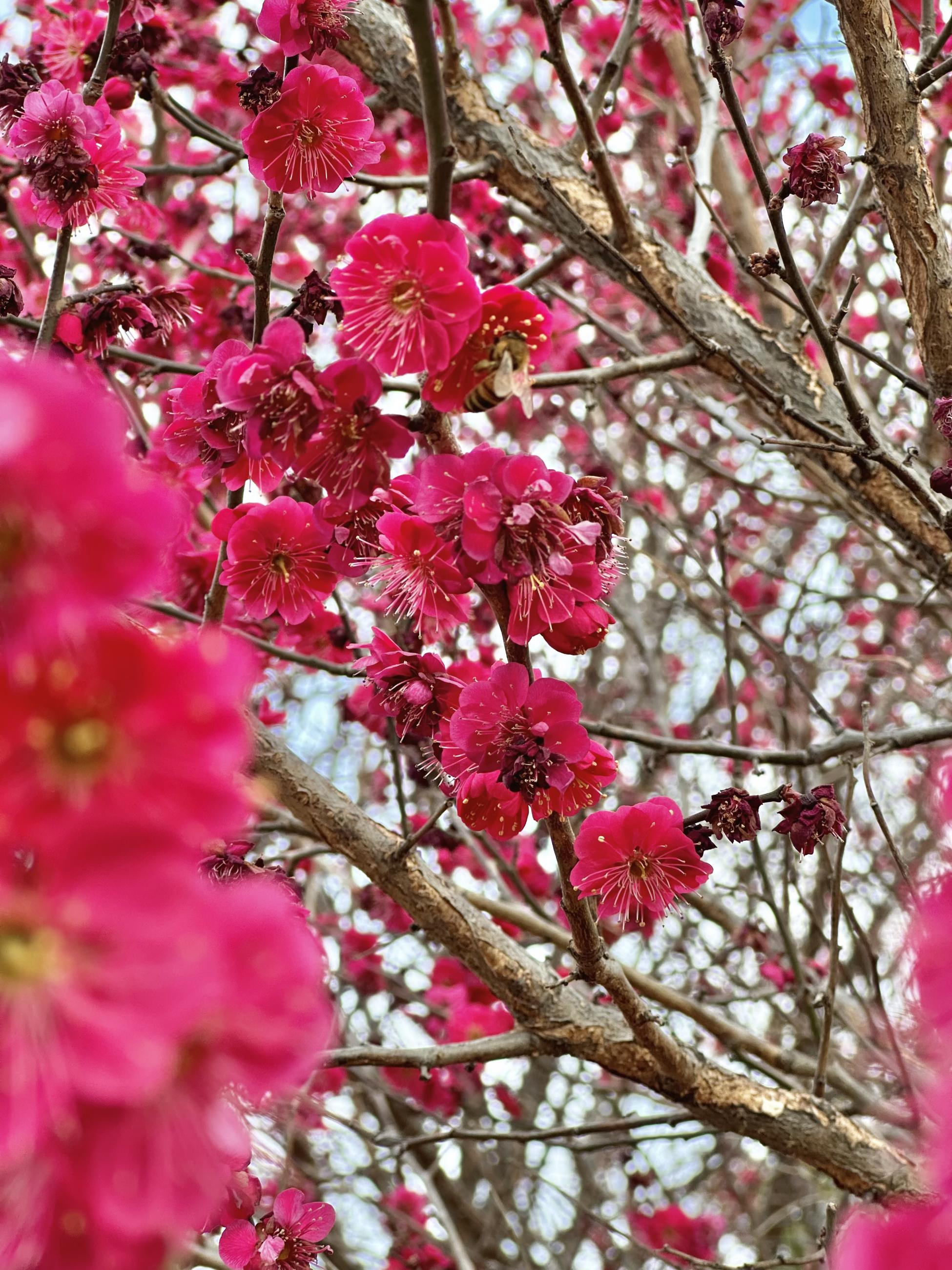 A bee lands on one of many small pink flowers