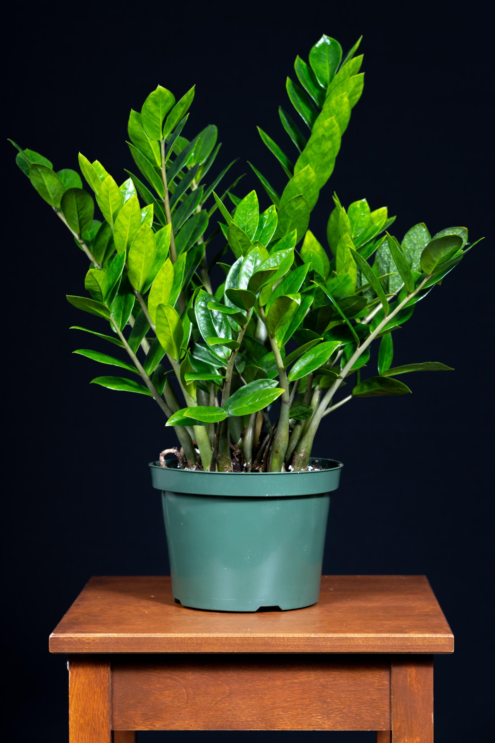 a plant about 1.5 feet tall with long stems with small 2 inch long leaves all along the stems