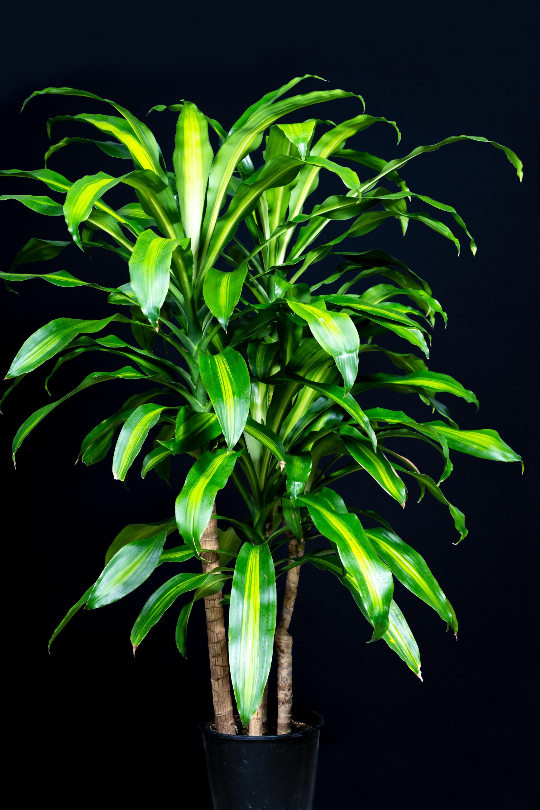 a plant standing about 3.5 feet tall, with slender, light-colored stems, and many sword-like leaves that are bright green with yellow center lines