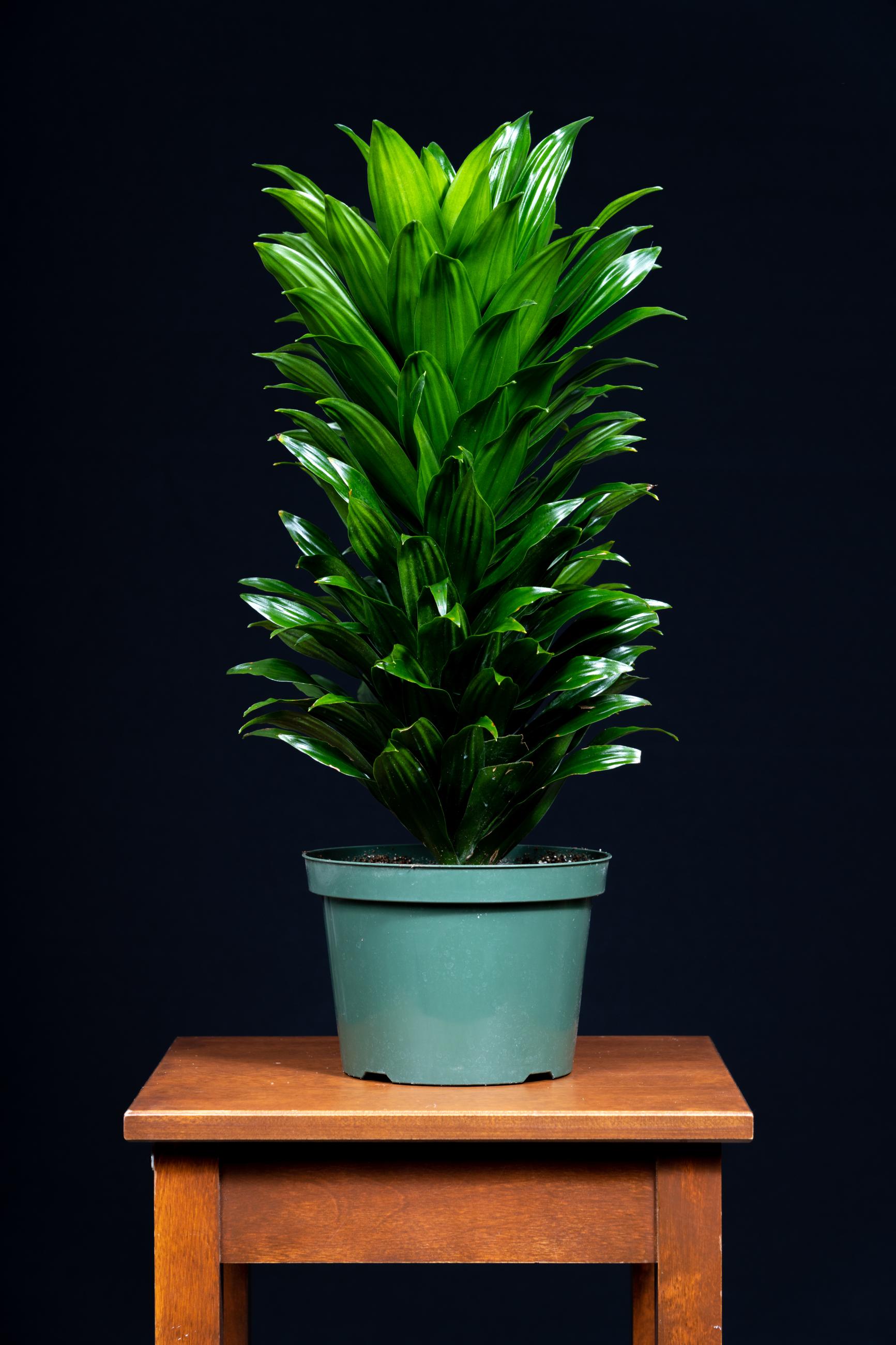 a medium-to-dark-green-leaved plant standing about two feet tall, with many leaves about 3-4 inches long coming from a central stem from bottom to top of the plant