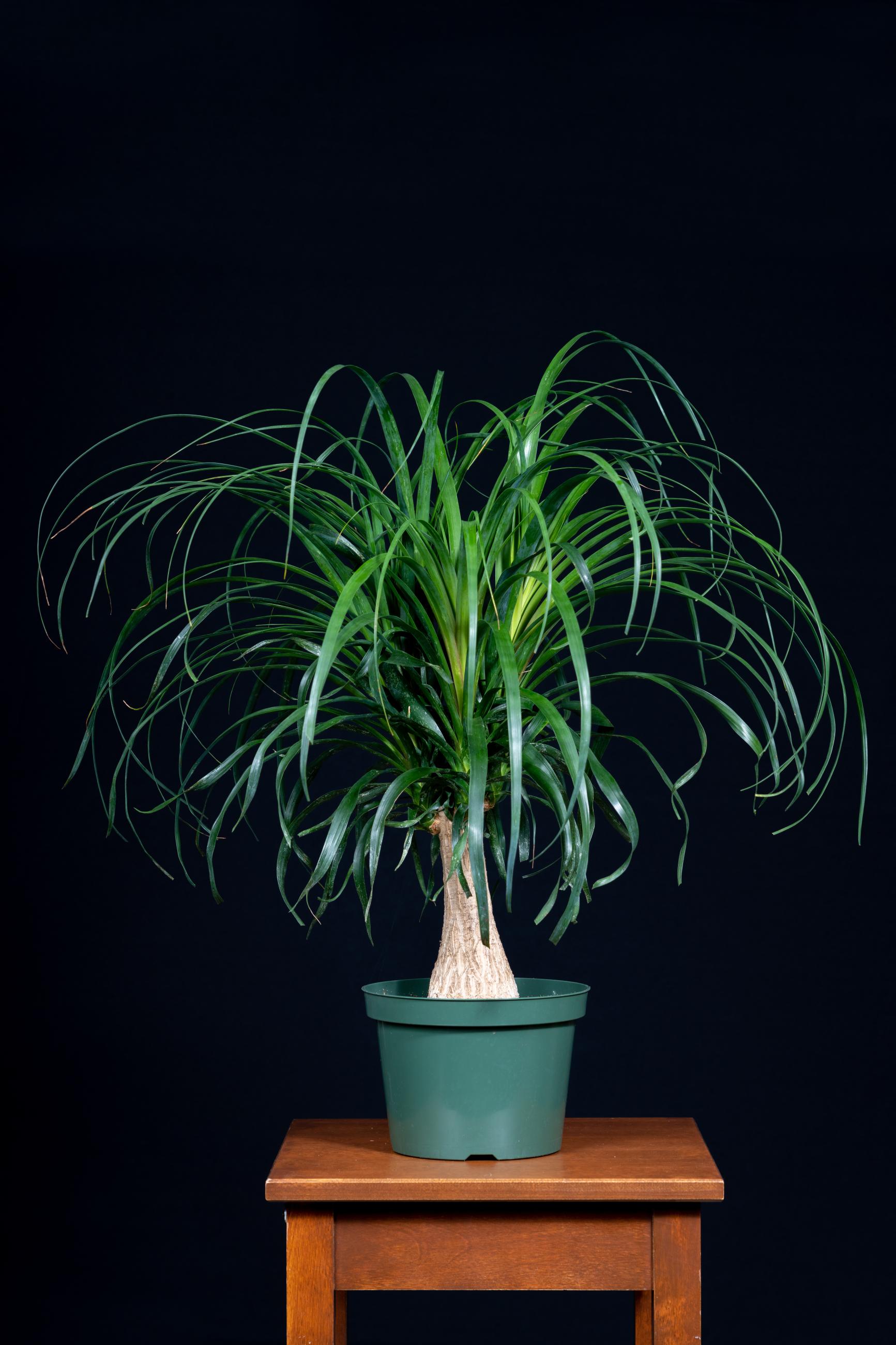 a plant about two feet high with a thick swollen stem that is light brown and many thin, hair-like leaves sprouting from the top