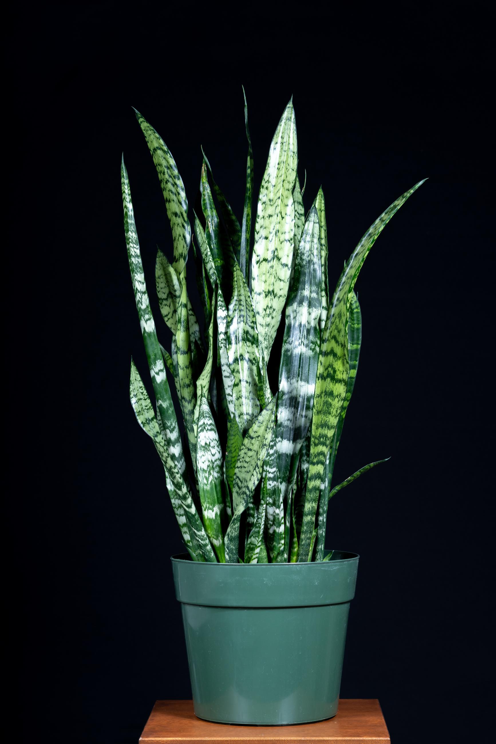 multiple tall, slender green and white leaves with a shape similar to a sword come up out of a green pot