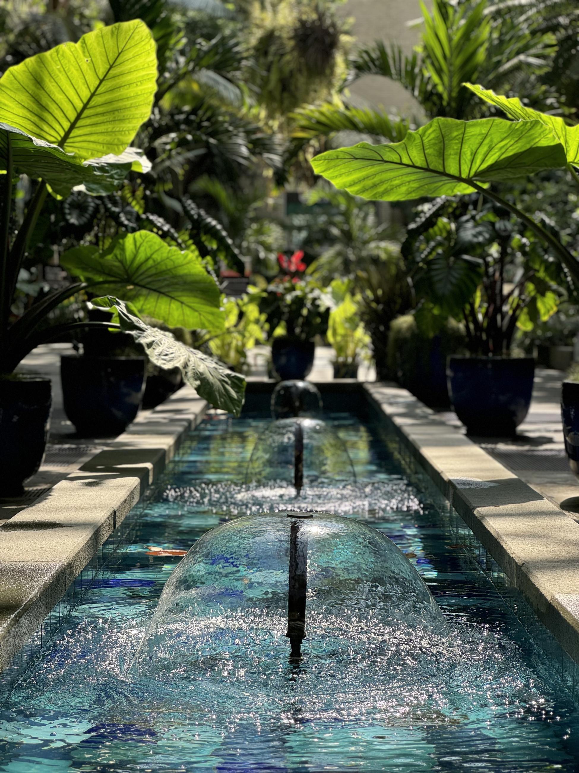 A pool with multiple fountain recedes into the distance, surrounding by large leaves of elephant ear plants