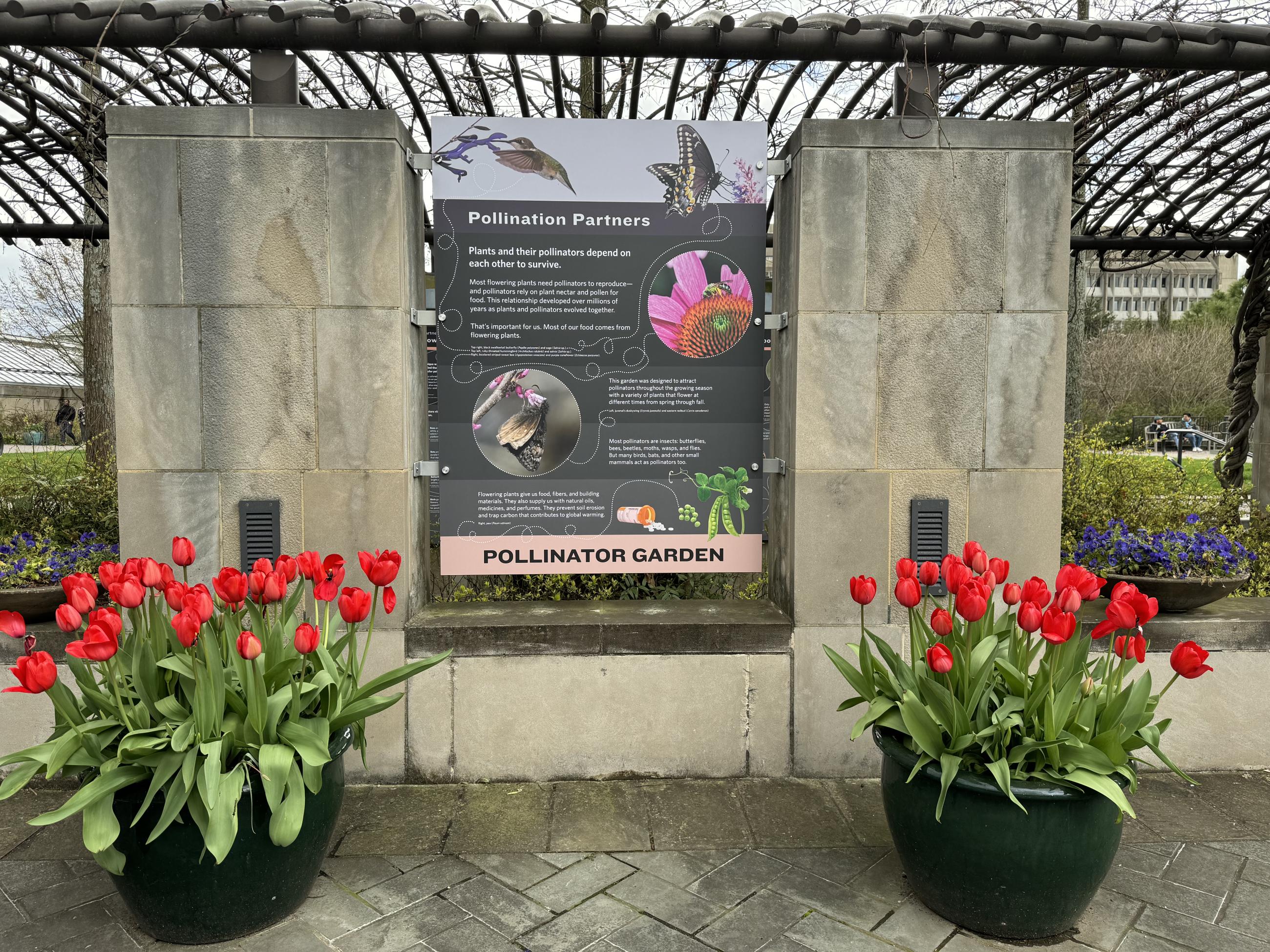 An interpretive panel about Pollinator Partners is show with red tulips in pots alongside