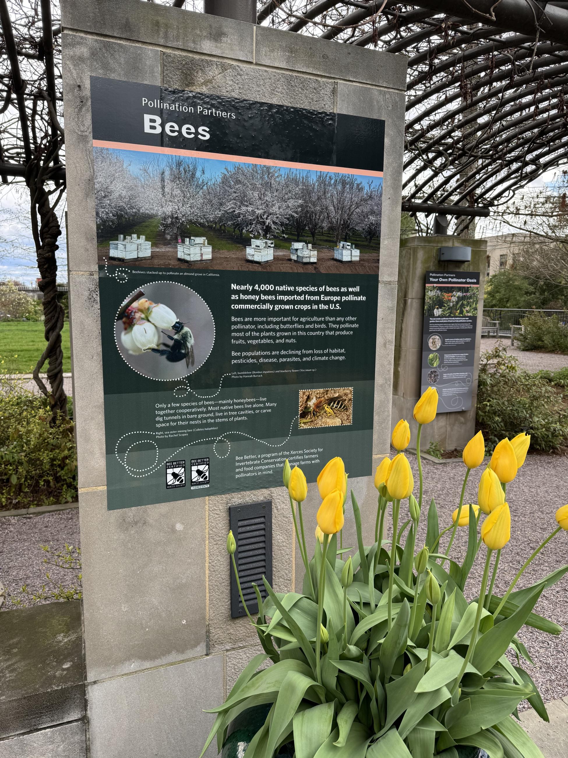 Yellow tulips in a pot stand in front of a large sign about Bees as pollinators