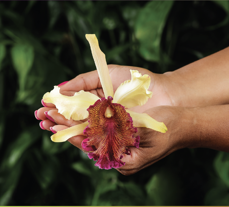 A pair of hands hold a yellow and red orchid flower