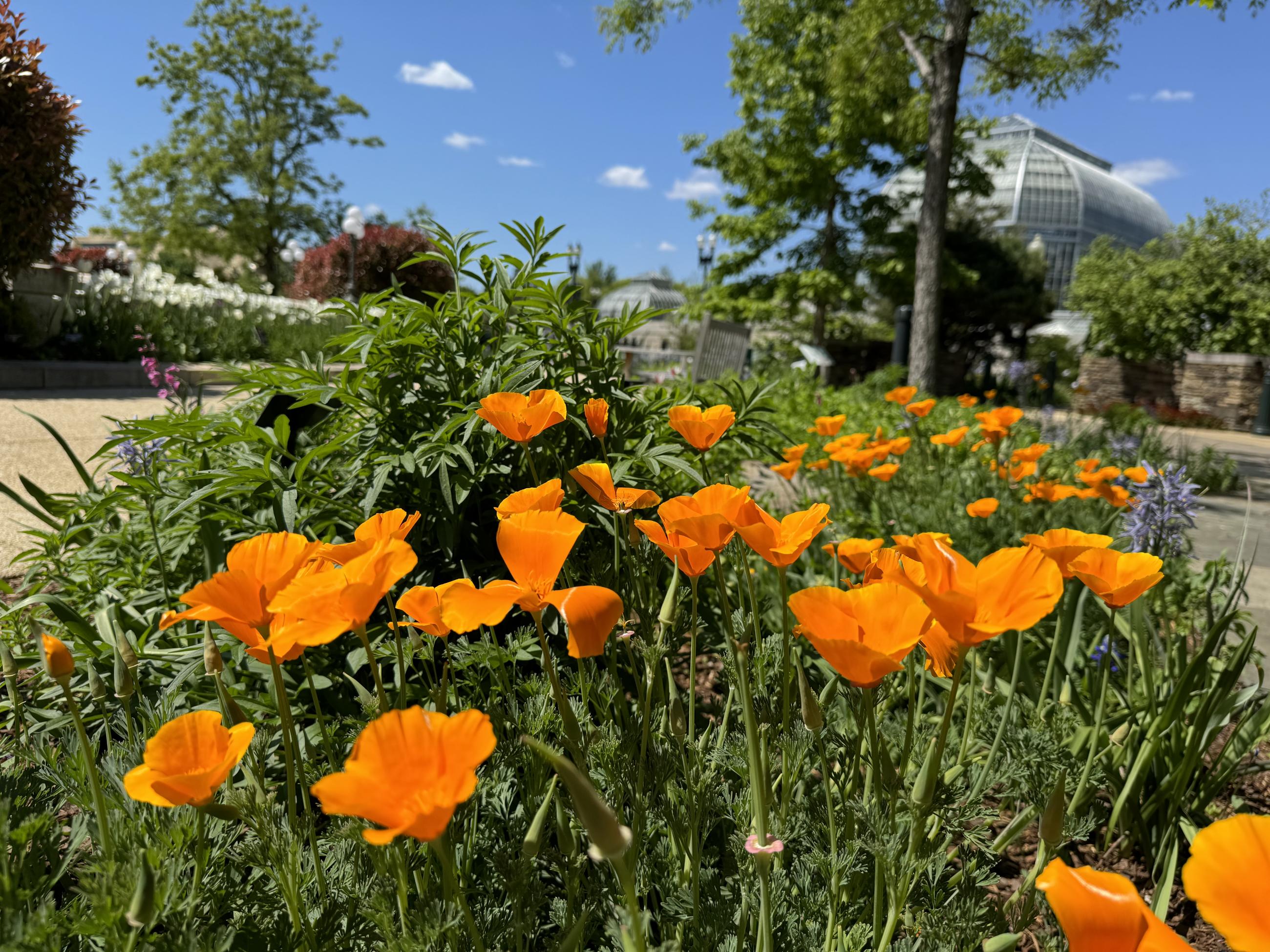 More than two dozen deep orange open-faced flowers under a blue sky