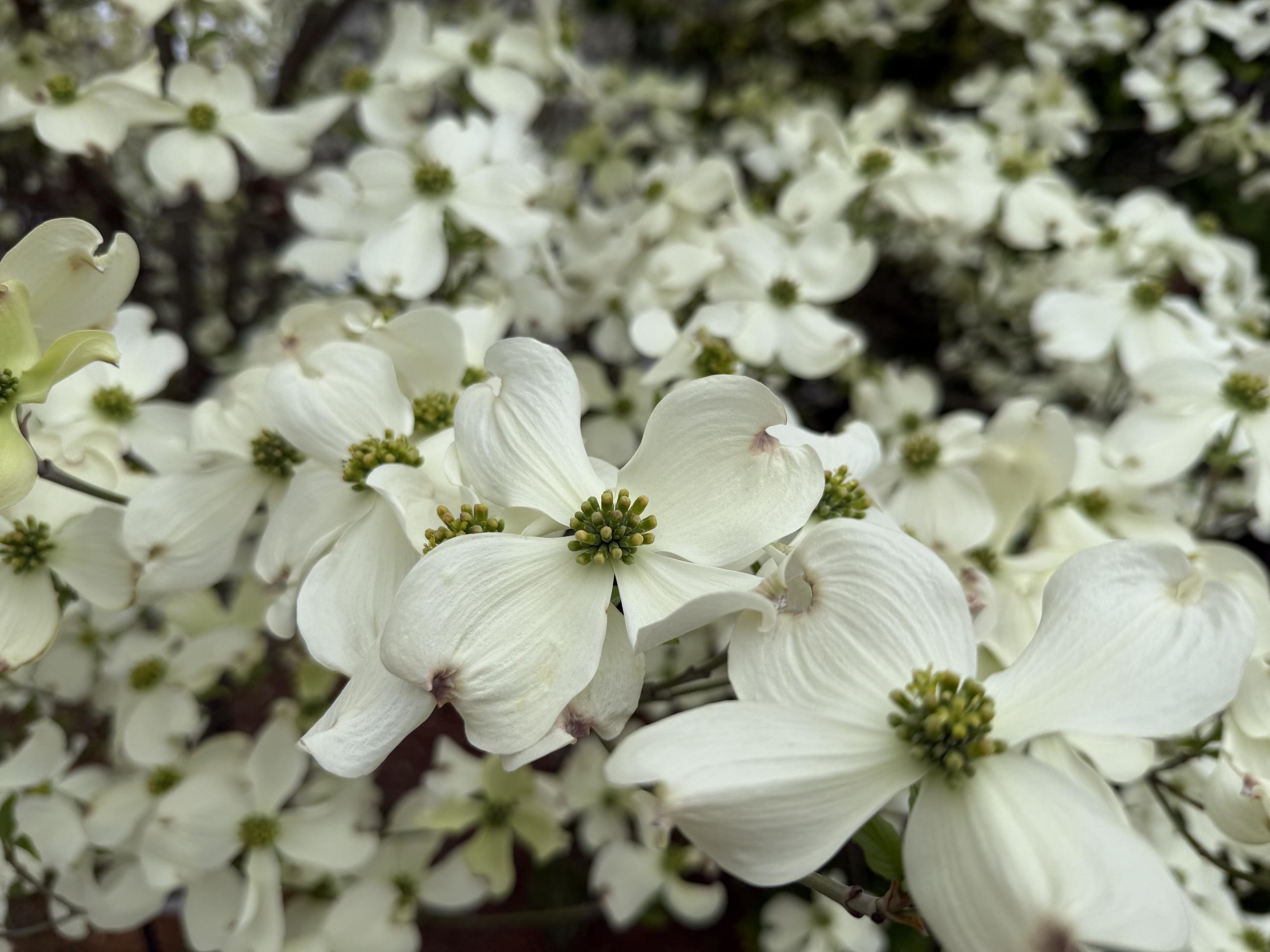 dozens of creamy-white dogwood blooms, each with four bracts that look like flower pets and a clusterer of small green-yellow true flowers in the middle
