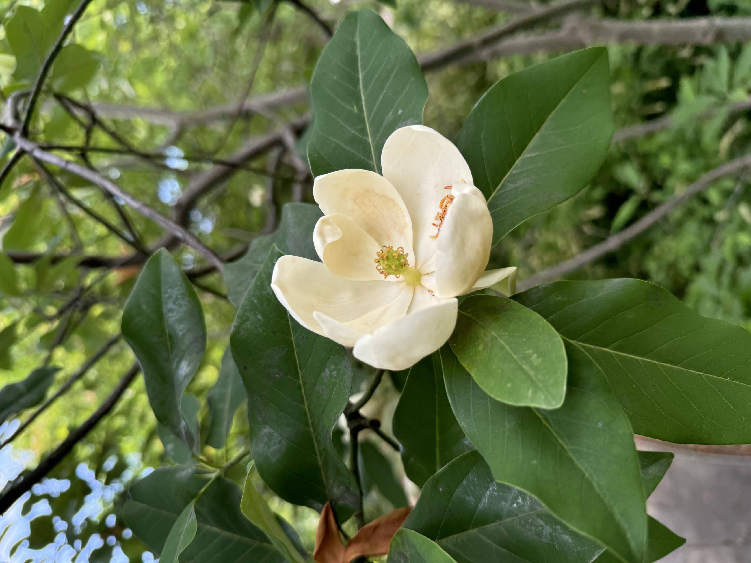 a large cream-white flower with dark green leaves surrounding