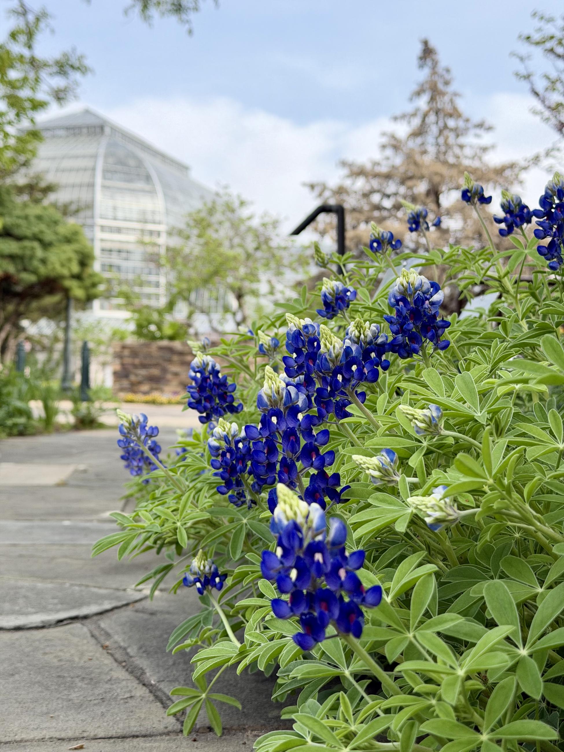 Columnar Deep blue flowers grow on short, light green plants in a garden