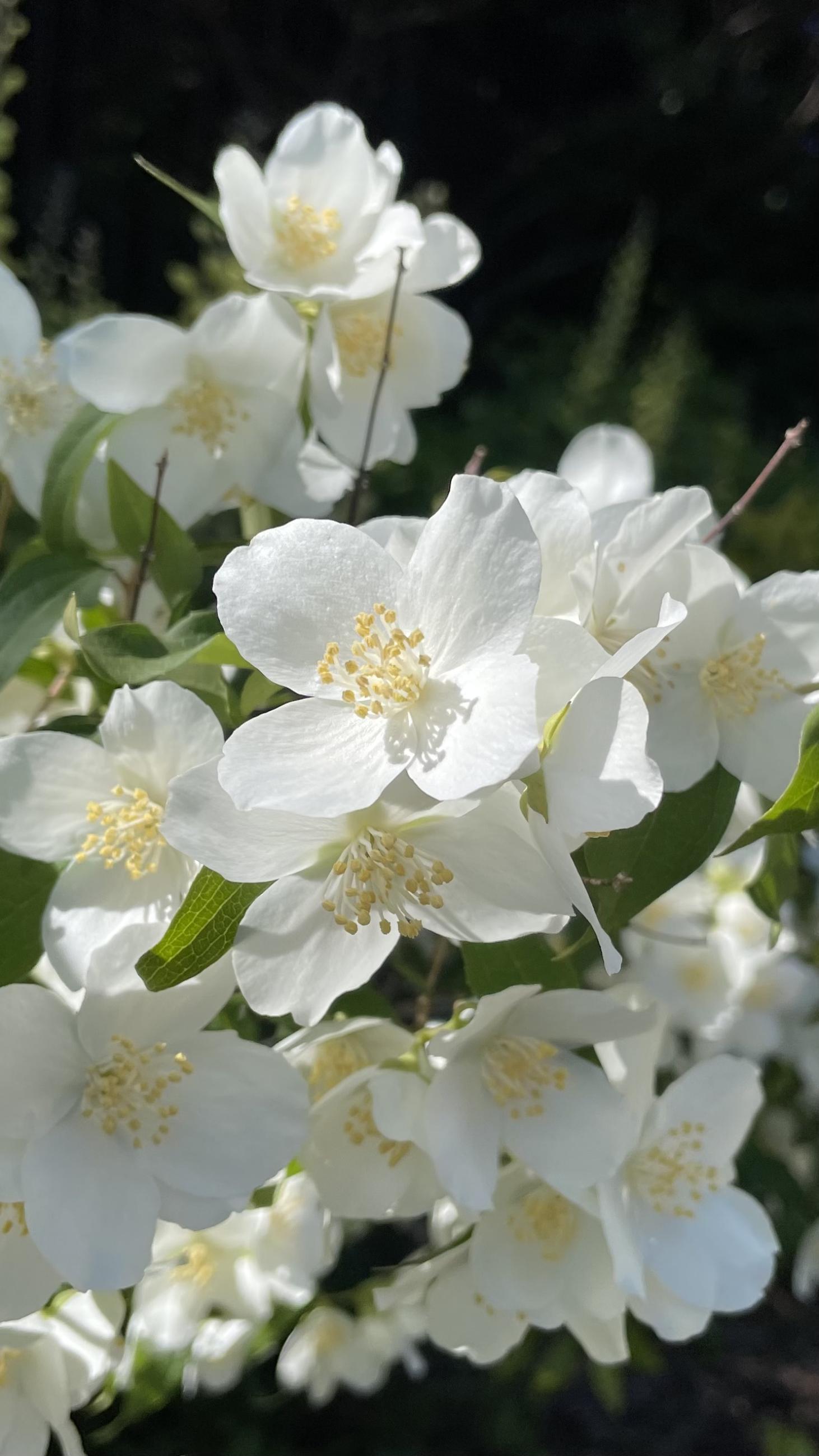 open, flat white flowers with light yellow centers