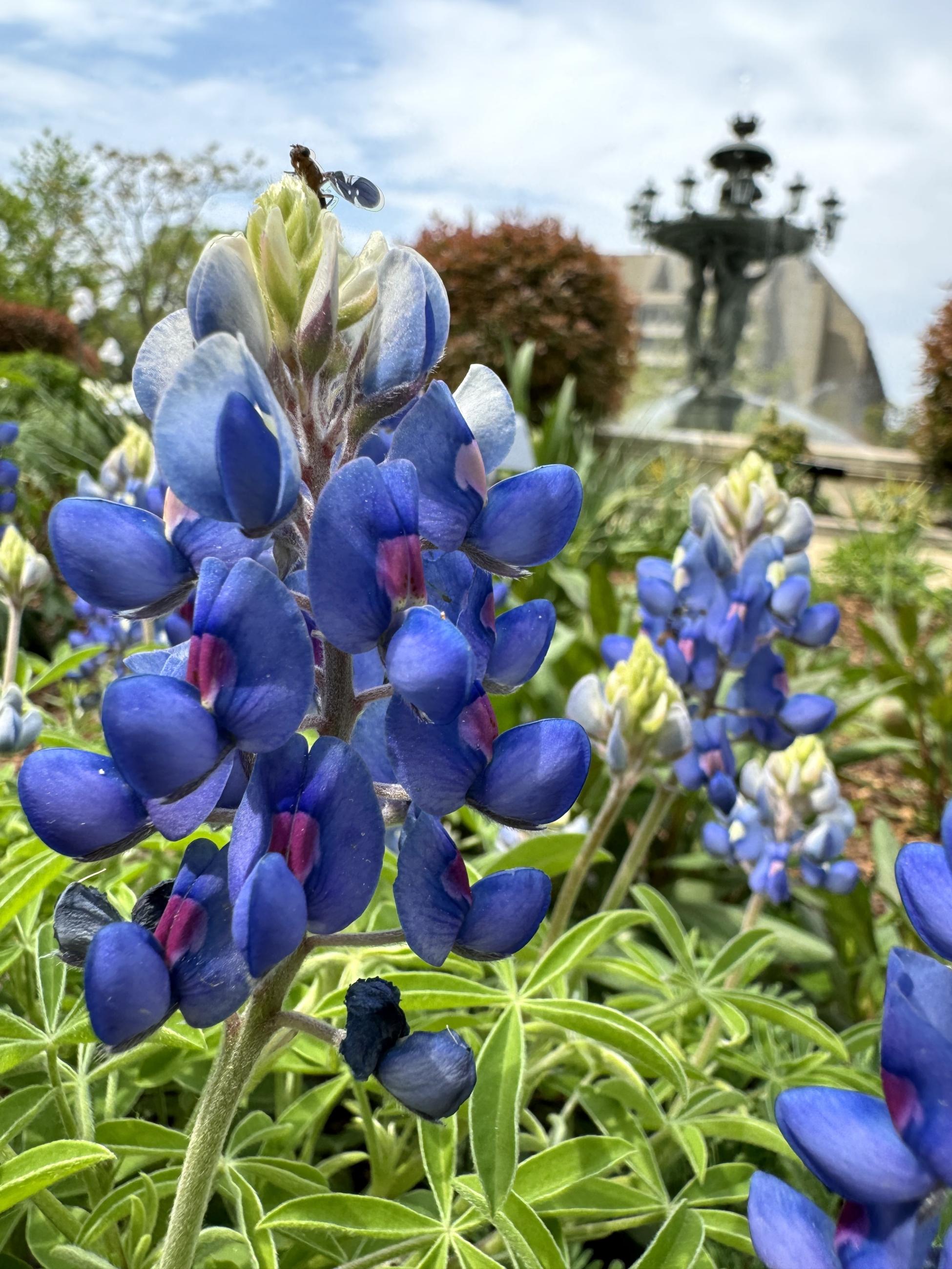 deep blue flowers with a large fountain behind