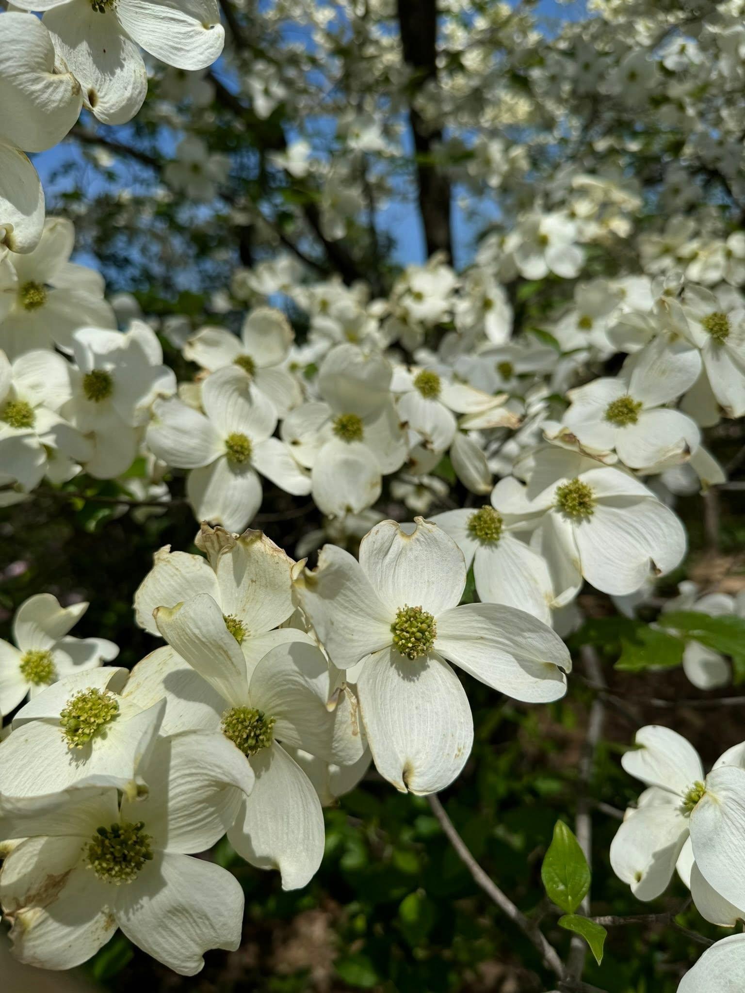 white flowers up close
