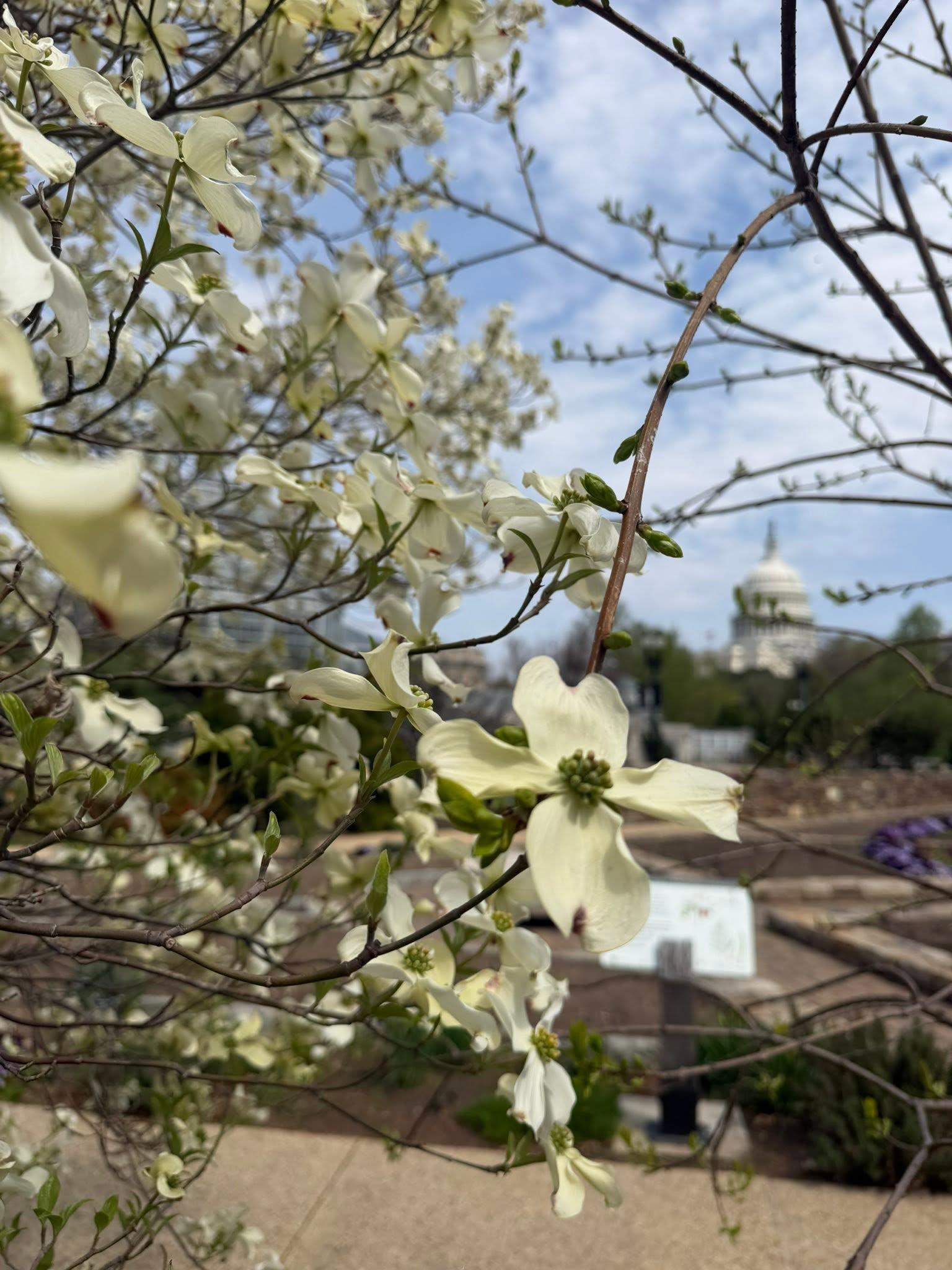 a single flower in focus