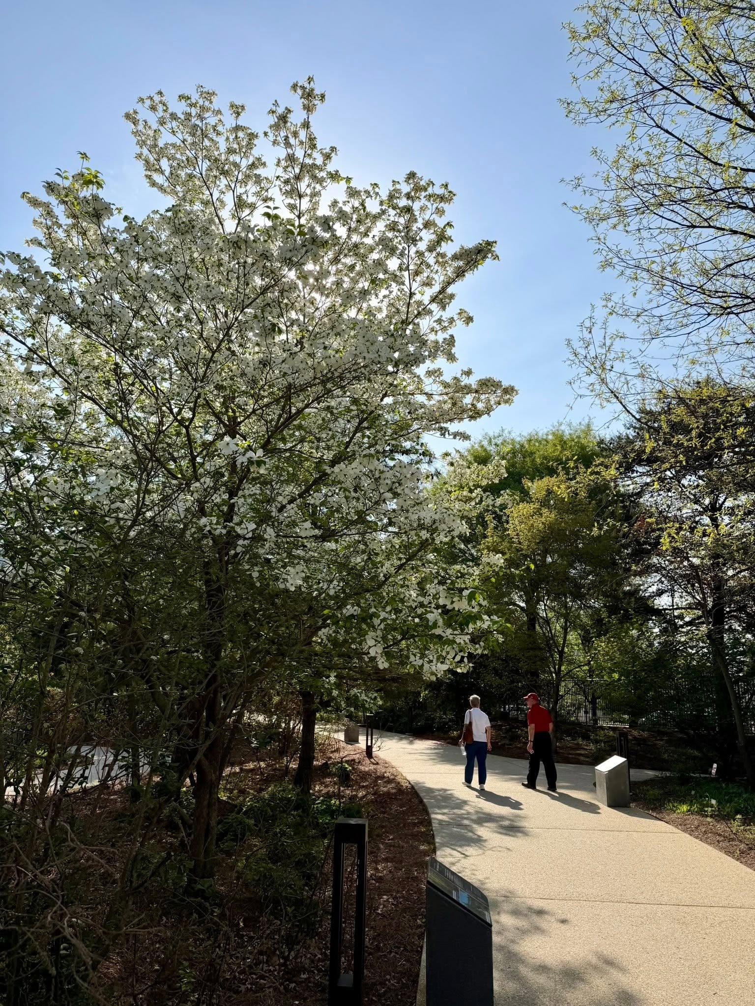 view of the full tree