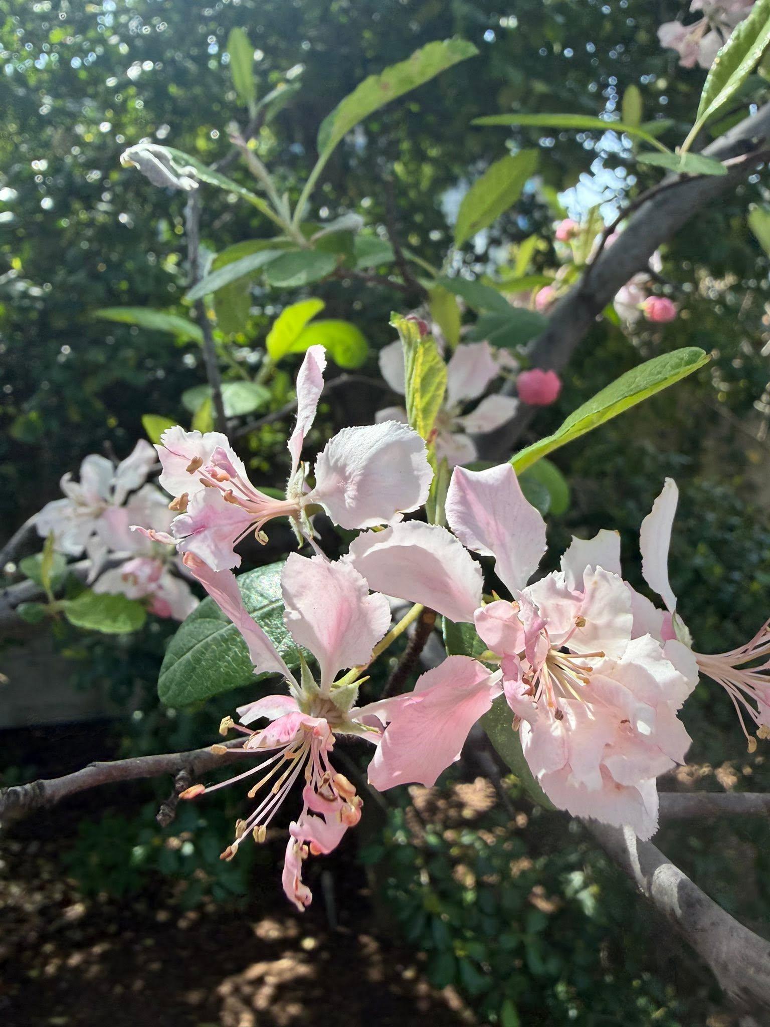 pink blossoms
