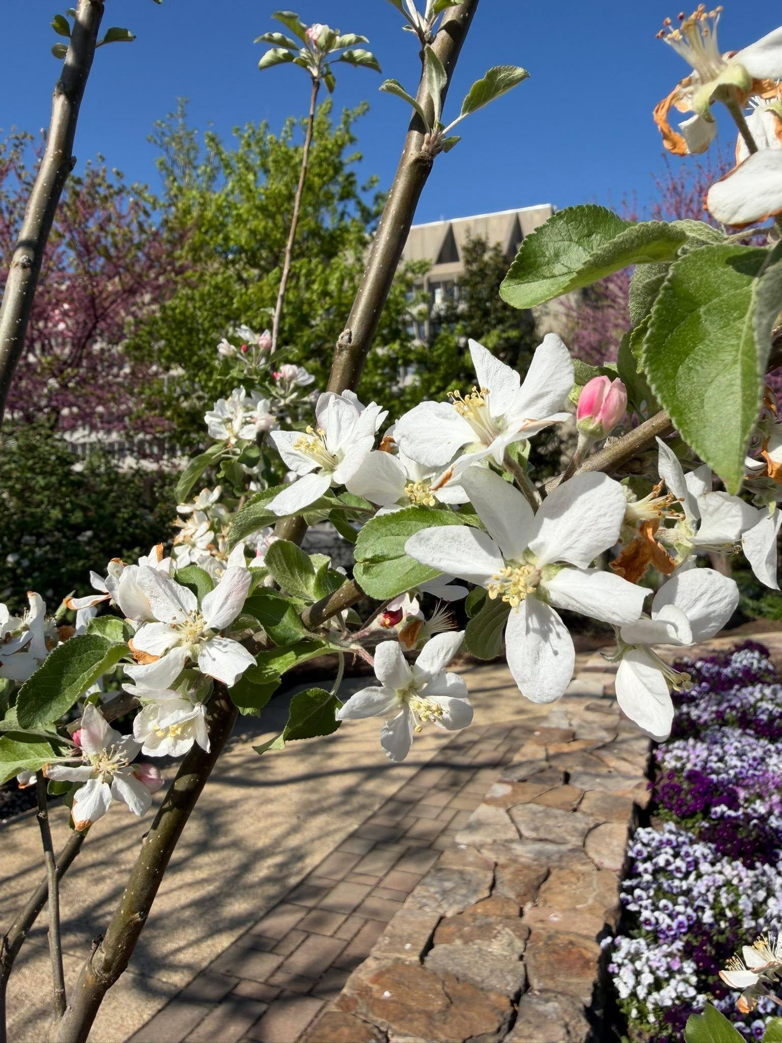 white blossoms