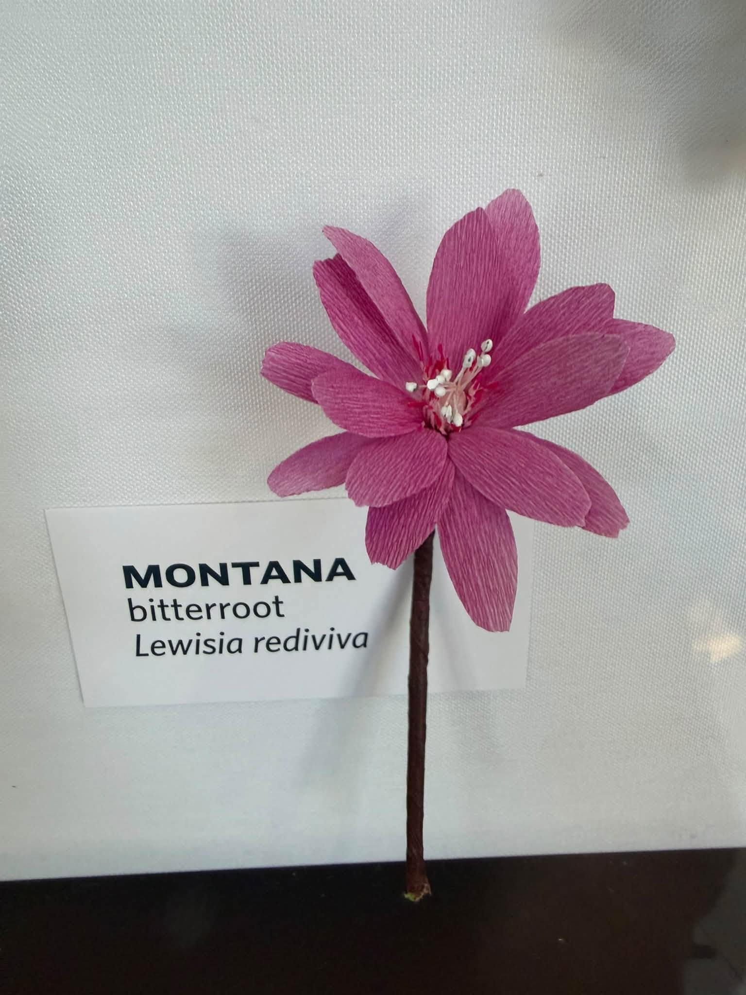 paper flower in the exhibit with a Montana label